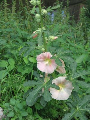 pink flowered mallow